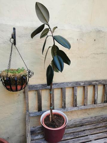 Ficus elastica. Rubberboom. Plant in goede gezondheid.  beschikbaar voor biedingen