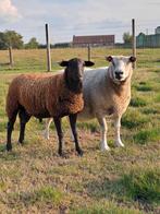 Bleu du main ooi met prachtig ramlam., Dieren en Toebehoren, Meerdere dieren, Schaap, 0 tot 2 jaar