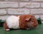 US Teddy cavia beertje lilac-goud-wit met stamboom, Mannelijk, Cavia