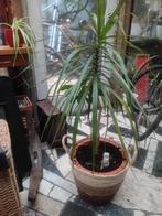 Dracaena-plant (drakenboom) + minipilea en avocado, Ophalen, Ficus, In pot, 100 tot 150 cm