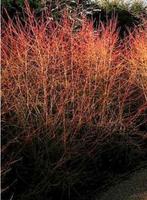 Winter beauty =Cornus Sanguinea, Ophalen of Verzenden, Herfst