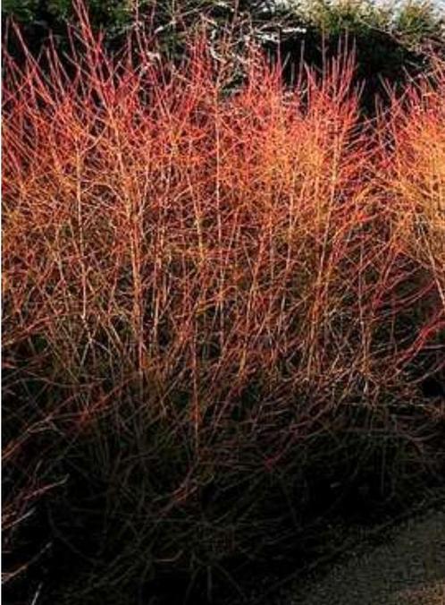 Winter beauty =Cornus Sanguinea, Tuin en Terras, Planten | Tuinplanten, Herfst, Ophalen of Verzenden
