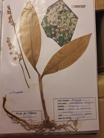 Herbier scolaire beschikbaar voor biedingen