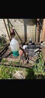 Servische hoogvliegers duiven 6 stuks, Dieren en Toebehoren, Meerdere dieren, Overige soorten