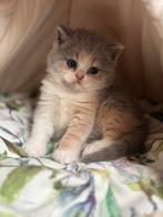 Brits korthaar poesje met stamboom, Dieren en Toebehoren, Poes, Gechipt, 0 tot 2 jaar
