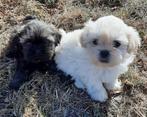 Lhasa apso, Dieren en Toebehoren, België, Overige rassen, CDV (hondenziekte), 8 tot 15 weken