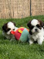 Shih Tzu pupjes, België, Overige rassen, CDV (hondenziekte), 8 tot 15 weken