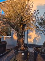 Olijfboom Olea Europaea Bonsai - op voorraad, Tuin en Terras, Planten | Bomen, Ophalen, Olijfboom