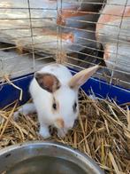 Mannelijk dwergkonijntje, Dieren en Toebehoren, Konijnen, Mannelijk, Klein, 0 tot 2 jaar
