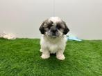 Nestje Shih Tzu pup, Dieren en Toebehoren, België, CDV (hondenziekte), 8 tot 15 weken, Meerdere