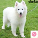 Samojeed ''Alaska & Arctic'' teefjes (Belgische pups), Dieren en Toebehoren, Honden | Poolhonden, Keeshonden en Oertypen, CDV (hondenziekte)