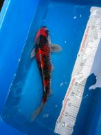 50 cm goshiki koi, Dieren en Toebehoren, Vissen | Vijvervissen