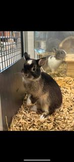 Dwergkonijntje te koop, Dieren en Toebehoren, Konijnen, Mannelijk, Dwerg, 0 tot 2 jaar
