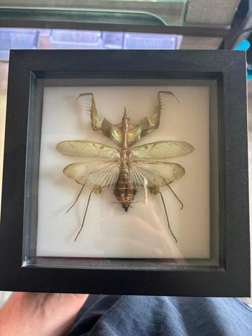 Opgezet insect beschikbaar voor biedingen