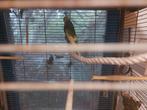 Vogels + hokken, Mannelijk, Tam