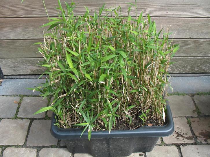 Bamboe Pleioblastus Pygmaeus var. distichus ,wintergroen, Tuin en Terras, Planten | Tuinplanten, Ophalen of Verzenden