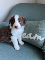 Border collie pups (vele kleuren), België, CDV (hondenziekte), 8 tot 15 weken, Collie