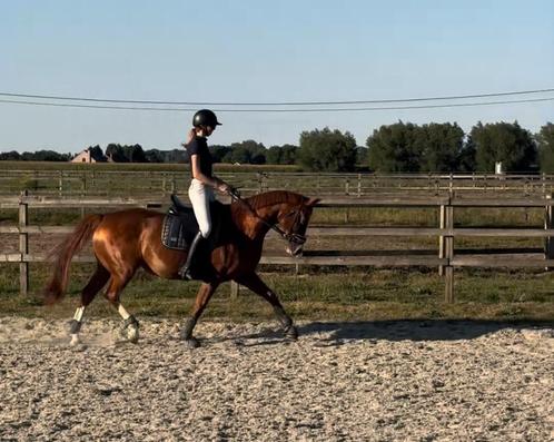 Jument BWP/SBS 14 ans – prête à concourir, top origines, Dieren en Toebehoren, Paarden, Merrie, L, 160 tot 165 cm, 11 jaar of ouder