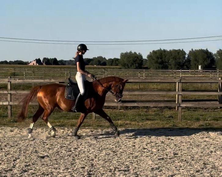 Jument BWP/SBS 14 ans – prête à concourir, top origines, Dieren en Toebehoren, Paarden, Merrie, L, 160 tot 165 cm, 11 jaar of ouder