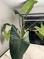 XXL Alicasia zebrina, Ophalen