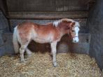 Haflinger veulen, Dieren en Toebehoren, Merrie, Minder dan 160 cm, Met stamboom, 0 tot 2 jaar