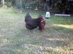 Marans kippen, Dieren en Toebehoren, Pluimvee, Meerdere dieren, Kip