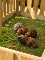 3 cavia's samen, Dieren en Toebehoren, Knaagdieren, Mannelijk, Cavia