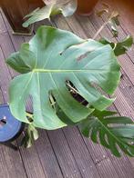 Monstera, Ophalen