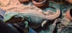 Terrarium, Dieren en Toebehoren, Reptielen en Amfibieën