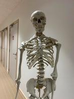 Anatomisch skelet, Ophalen, Zo goed als nieuw