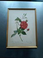 Estampe Rosier du Bengale, Enlèvement ou Envoi