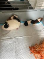 Cavia zeugjes en beertje te koop, Cavia