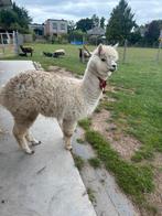 Alpaca hengst wit, Dieren en Toebehoren, Juli, Mannelijk
