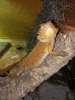 Baardagaam koppel, Dieren en Toebehoren, Reptielen en Amfibieën