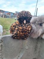 Padua hennetjes, Dieren en Toebehoren, Vrouwelijk, Kip