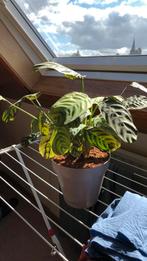 Mooie plant, Ophalen, Overige soorten, Halfschaduw, In pot