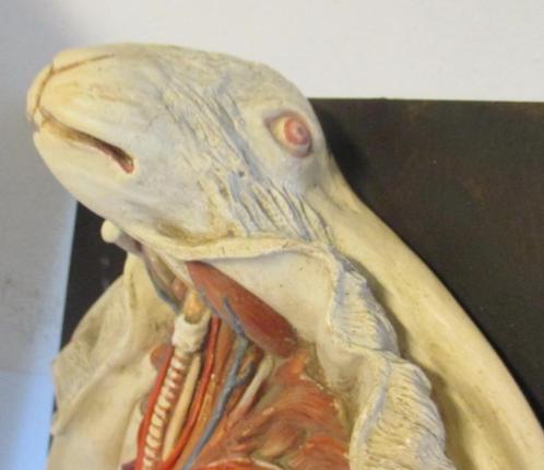 antiek anatomisch model konijn met dissectie ingewanden, Antiek en Kunst, Curiosa en Brocante, Ophalen