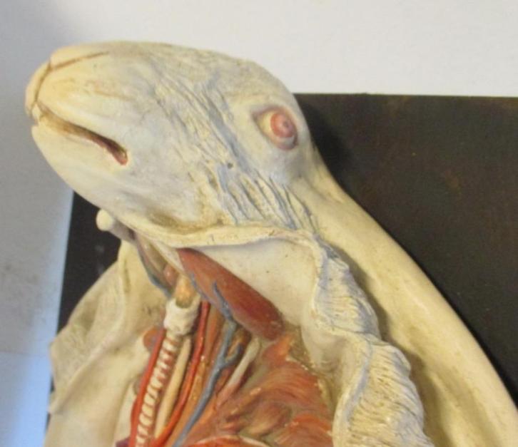 antiek anatomisch model konijn met dissectie ingewanden, Antiek en Kunst, Curiosa en Brocante, Ophalen
