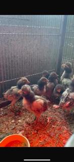 10 Padova gemskuikens te koop, Dieren en Toebehoren, Pluimvee, Meerdere dieren, Kip