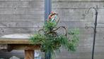Pinus Bonsai, Tuin en Terras, Overige soorten, Minder dan 100 cm, Ophalen, Volle zon