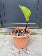 Canna, Tuin en Terras, Volle zon, Vaste plant, Zomer, Ophalen
