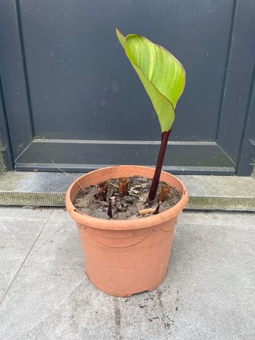 Canna beschikbaar voor biedingen