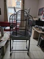 Cage Perroquet, Ophalen