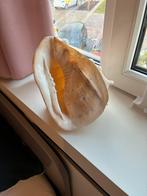 Grote schelp, Ophalen