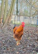 2 mooie hanen te koop, Dieren en Toebehoren, Pluimvee, Mannelijk, Kip