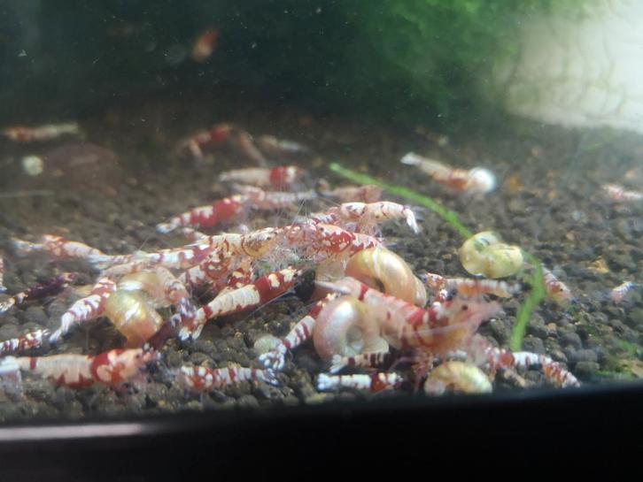 Red Fancy Tiger de qualité inférieure (crevettes Caridina), Animaux & Accessoires, Poissons | Poissons d'aquarium