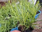 Lavendel, Tuin en Terras, Ophalen