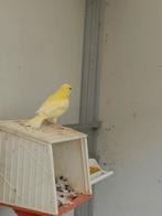 2 kanaries te koop, Dieren en Toebehoren, Vogels | Kanaries