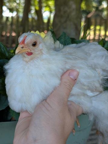 Hen cochin kriel kip beschikbaar voor biedingen