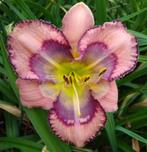 Hemerocallis UNEXPECTED GRACE, Volle zon, Vaste plant, Zomer, Ophalen